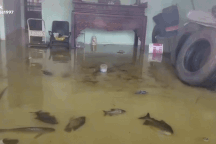 Đàn cá bơi trong nhà giữa mùa lũ, gia chủ ở Bắc Ninh tiết lộ lý do bất ngờ
