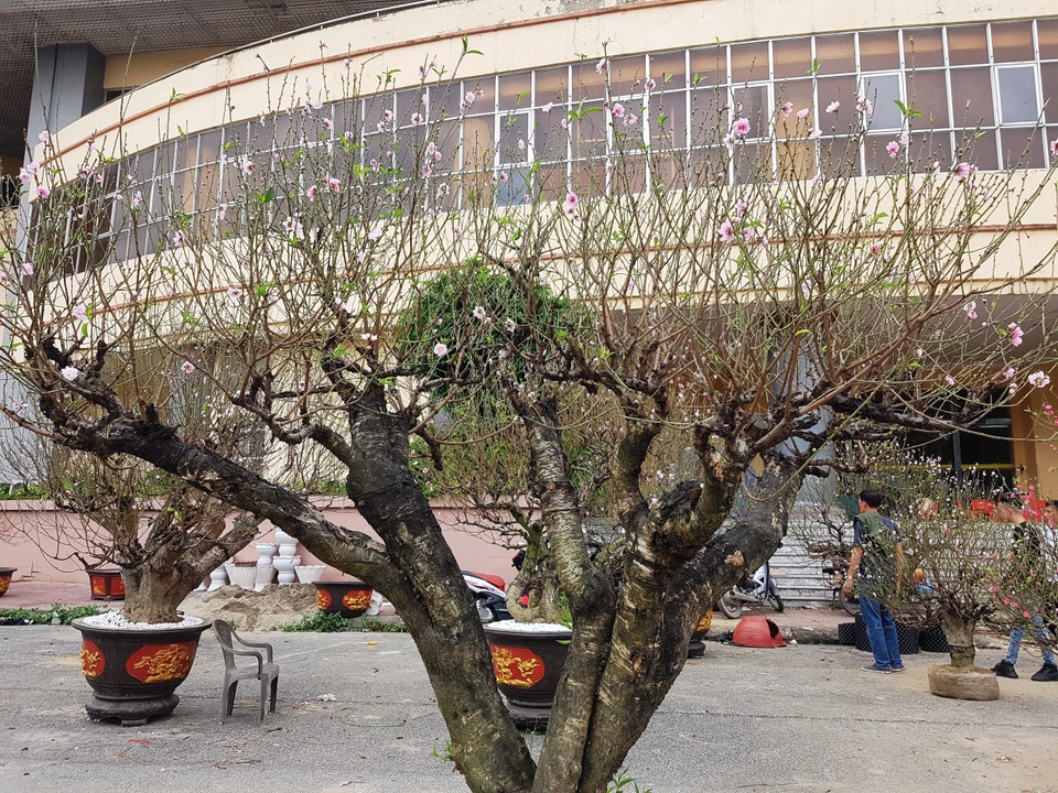 Ngắm những gốc đào thế “siêu to khổng lồ” giá cả trăm triệu đồng chơi Tết - 9 Ngắm những gốc đào thế “siêu to khổng lồ” giá cả trăm triệu đồng chơi Tết - 9