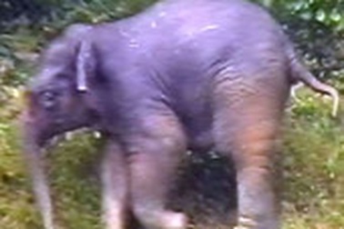 Quảng Nam: Dân vẫn phải sống cùng voi dữ