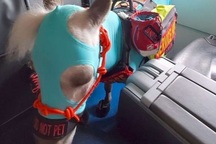 Chú bạch mã "sang chảnh" được đi máy bay khoang hạng nhất