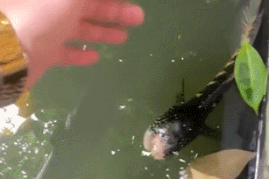 Kinh ngạc cá bị mất đầu vẫn sống và bơi lội bình thường