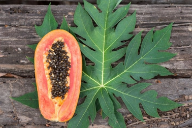 Lá đu đủ có tác dụng chống ung thư?