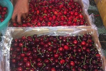 Nhập khẩu rau quả từ Úc tăng đột biến