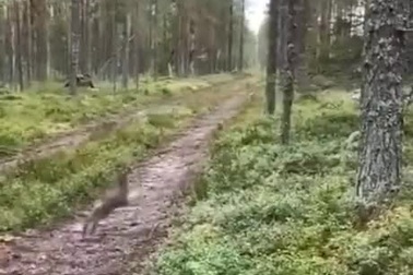 Chú thỏ với màn lẩn trốn chó săn cực thông minh