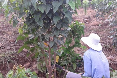 Hạt ca-ri rớt giá 10 lần, nông dân chặt bỏ cây