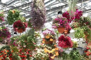 "Vườn hoa treo" trong nhà rất đẹp mắt