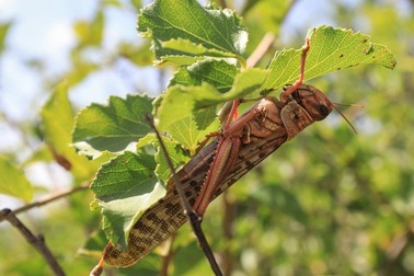 Những đàn châu chấu khổng lồ càn quét khắp Đông Phi