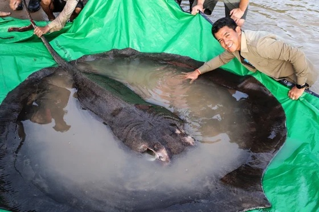 Bắt được cá nước ngọt lớn nhất thế giới nặng 300kg trên sông Mekong - 1 Bắt được cá nước ngọt lớn nhất thế giới nặng 300kg trên sông Mekong - 1