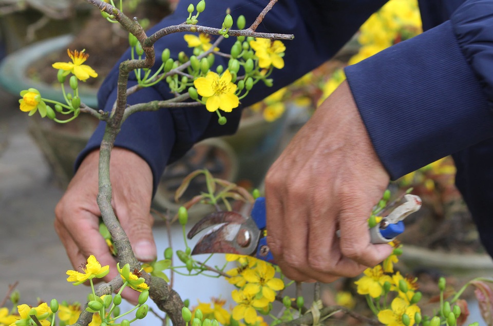 Mai vàng ồ ạt xuống phố, giá nhỉnh hơn so với năm ngoái - 8 Mai vàng ồ ạt xuống phố, giá nhỉnh hơn so với năm ngoái - 8