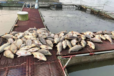 Hàng trăm tấn cá nuôi chết đồng loạt