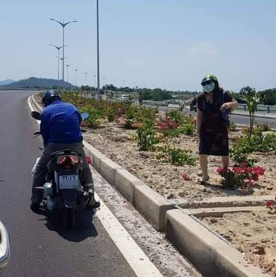 Hàng nghìn gốc hoa giấy trên quốc lộ 4.400 tỷ bị nhổ trộm - 3 Hàng nghìn gốc hoa giấy trên quốc lộ 4.400 tỷ bị nhổ trộm - 3