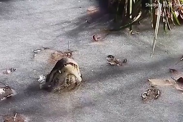 Kinh ngạc cách cá sấu sinh tồn trong hồ đóng băng ở Mỹ