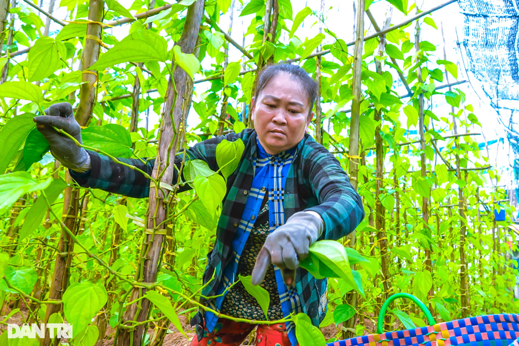 Cả xóm rủ nhau trồng loại cây chỉ bán lá mà phất lên, thoát nghèo - 2 Cả xóm rủ nhau trồng loại cây chỉ bán lá mà phất lên, thoát nghèo - 2