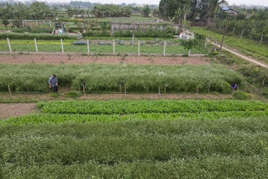 Ngôi làng 30 năm trồng cây mùi già chỉ thu hoạch 5 ngày cuối năm