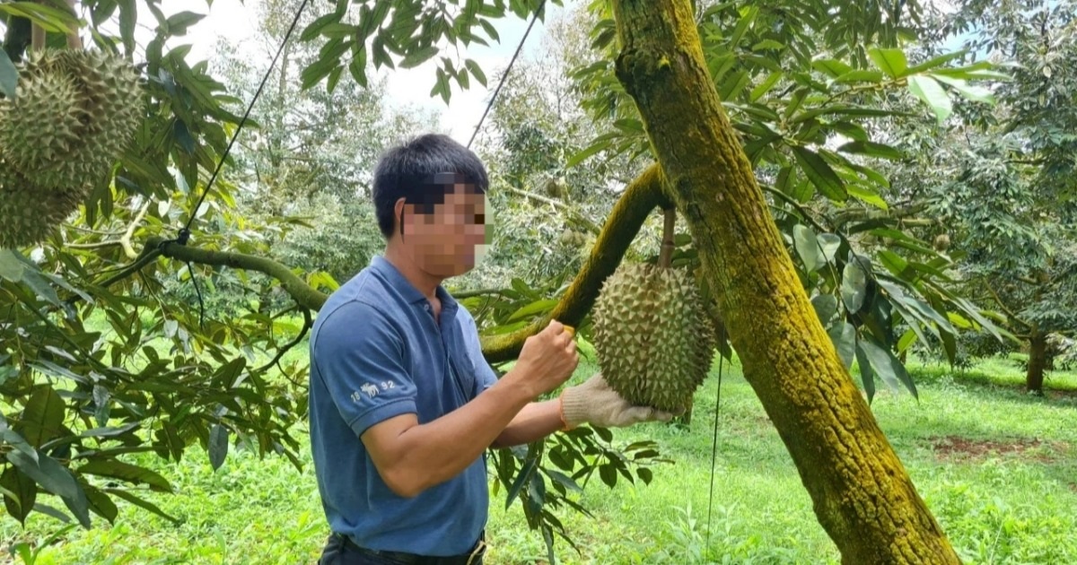 Cảnh báo "câu view" sai sự thật sầu riêng nhúng hóa chất tại Đắk Nông