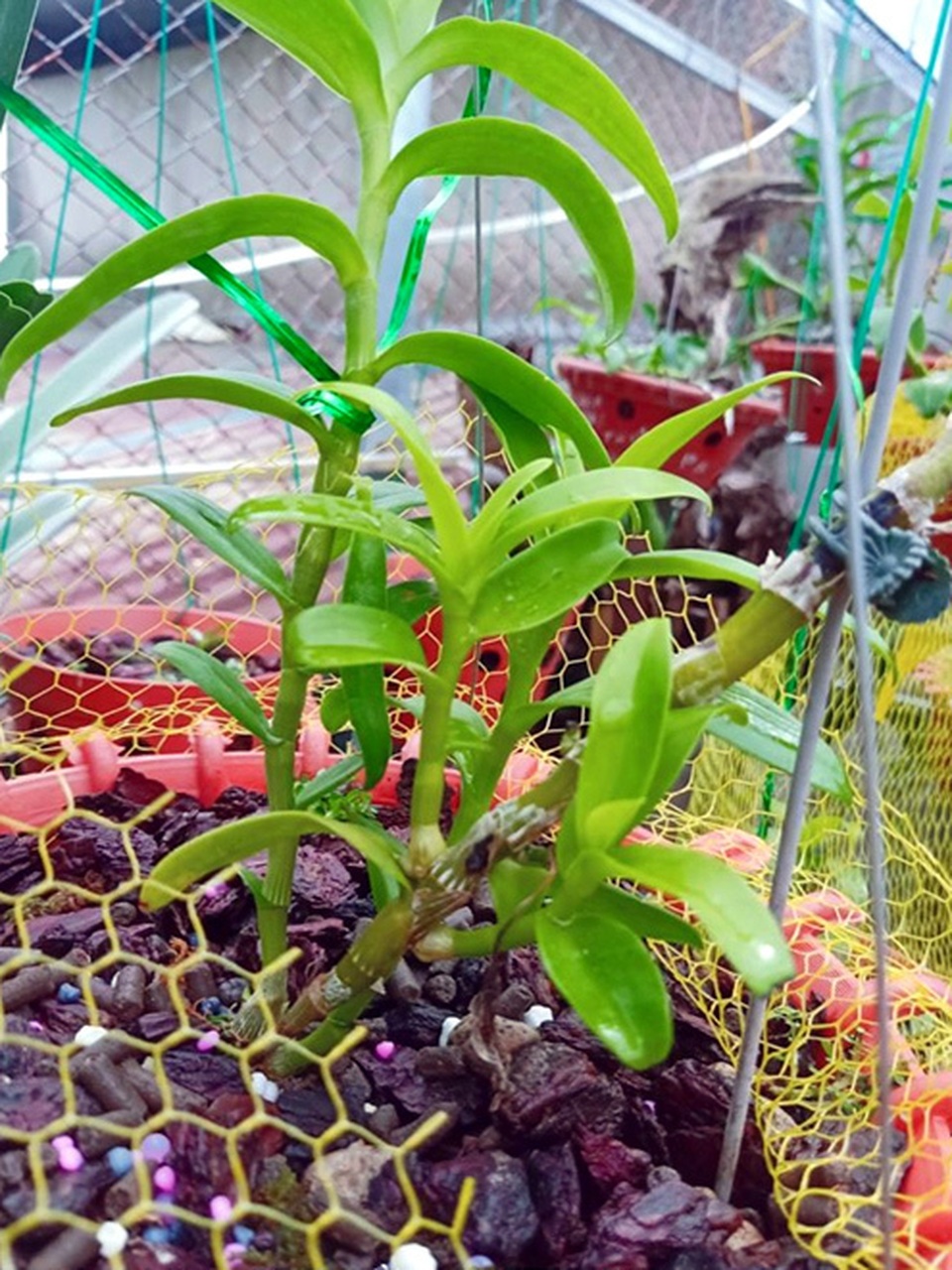 Dân chơi tiết lộ: 5 khác biệt giữa lan var Việt và lan cấy mô Đài Loan - 5 Dân chơi tiết lộ: 5 khác biệt giữa lan var Việt và lan cấy mô Đài Loan - 5