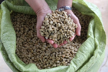 Nông dân thiệt đơn, thiệt kép vì trữ cà phê