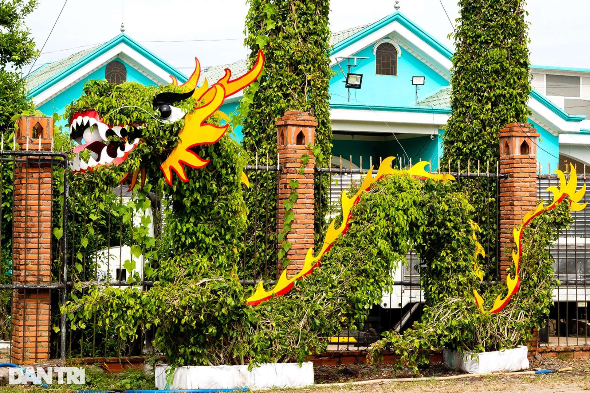 Making dragon mascots from kumquats and ornamental flowers, farmers sell one to make millions - 2