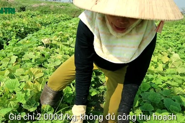 Dưa gang được mùa, dưa hấu hút hàng