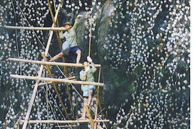 Khám phá đảo Yến