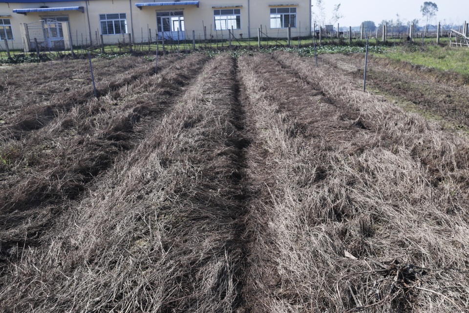 Nông dân xót xa cảnh hoang tàn của vựa rau lớn nhất Hà Tĩnh - 3 Nông dân xót xa cảnh hoang tàn của vựa rau lớn nhất Hà Tĩnh - 3