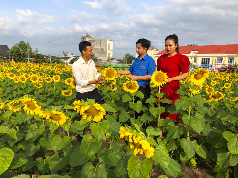 Bỏ việc công ty, chàng trai 9x khởi nghiệp với cánh đồng hoa mặt trời - 5 Bỏ việc công ty, chàng trai 9x khởi nghiệp với cánh đồng hoa mặt trời - 5