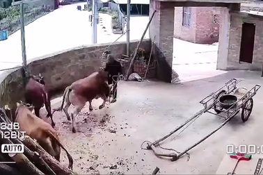 Bò nhà bất ngờ "nổi điên", tấn công chủ dữ dội
