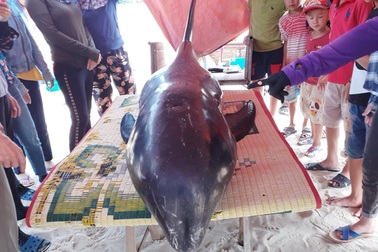 Giải cứu cá voi 150kg trôi dạt vào bờ biển