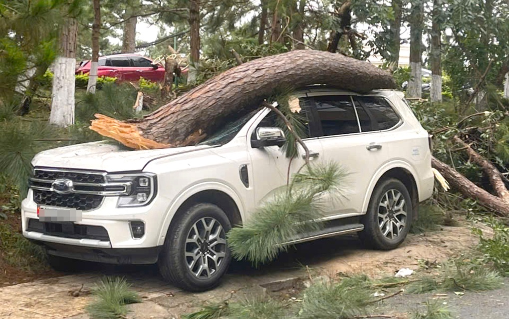 Cây cổ thụ đổ đè bẹp ô tô ở Đà Lạt - 2 Cây cổ thụ đổ đè bẹp ô tô ở Đà Lạt - 2