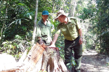 Vụ “lâm tặc” mở đường phá rừng ở Phú Yên: Chuyển cơ quan điều tra!