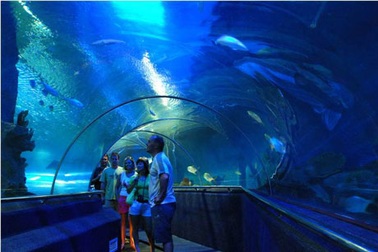 “Thám hiểm” đại dương giữa lòng Hà Nội