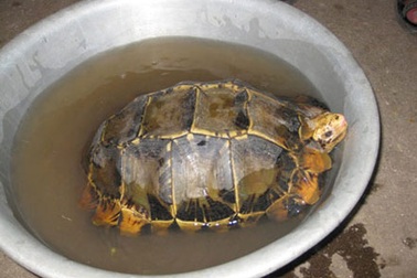 Đổ xô xem rùa vàng nổi trên sông La