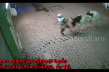 Người phụ nữ bị bò hoang tấn công dữ dội, hất tung lên cao