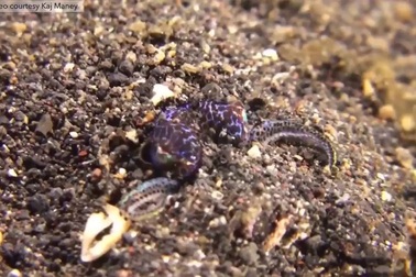 Khả năng ngụy trang hoàn hảo của mực Bánh bao.