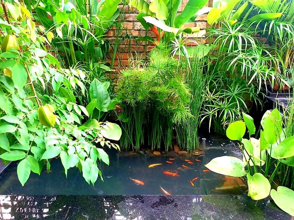 Vườn cây, ao cá đẹp mê trên sân thượng tầng 4 của ông chủ quán phở Sài Gòn - 11 Vườn cây, ao cá đẹp mê trên sân thượng tầng 4 của ông chủ quán phở Sài Gòn - 11