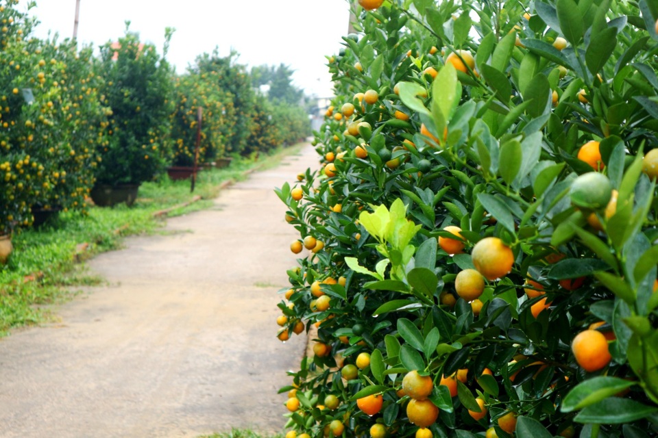 Thủ phủ quất cảnh miền Trung phấn khởi chờ mùa Tết bội thu - 1 Thủ phủ quất cảnh miền Trung phấn khởi chờ mùa Tết bội thu - 1