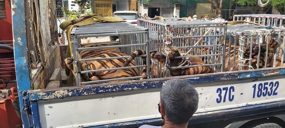 Nuôi nhốt trái phép 17 con hổ trưởng thành trong nhà dân ở Nghệ An - 1 Nuôi nhốt trái phép 17 con hổ trưởng thành trong nhà dân ở Nghệ An - 1