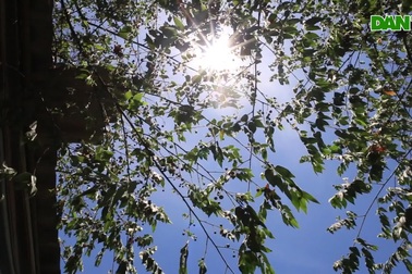 Cuộc sống quay quắt dưới mái tôn trong nắng nóng thiêu đốt ở Hà Nội