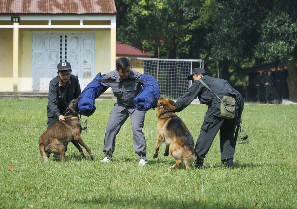 Chiêm ngưỡng khả năng đặc biệt trong trấn áp tội phạm của chó nghiệp vụ - 5 Chiêm ngưỡng khả năng đặc biệt trong trấn áp tội phạm của chó nghiệp vụ - 5