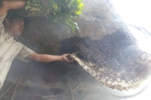 Người đàn ông tử vong khi đi lấy mật ong rừng