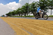 Phơi thóc chiếm lòng đường và cái giá khôn lường