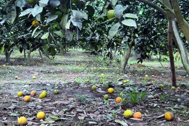 Cam rụng hàng loạt, người dân lao đao vì thất thu