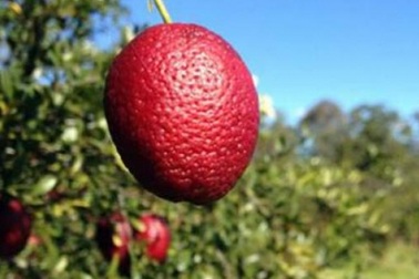 Lạ lẫm giống chanh máu đỏ rực cực bắt mắt