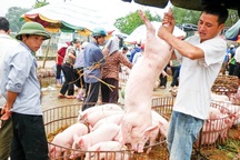 Ồ ạt xuất khẩu lợn sang Trung Quốc: Coi chừng "dội biên" như dưa hấu