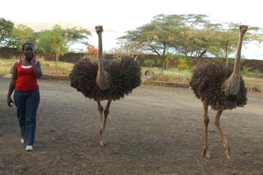 Hai cua rơ "hút chết" sau màn rượt đuổi gay cấn với... đà điểu khổng lồ