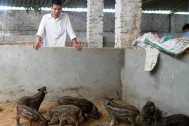 Triệu phú nuôi lợn rừng, chim trĩ đỏ