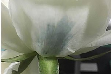 Các nhà khoa học Trung Quốc phát triển kỹ thuật tạo hoa hồng xanh mới