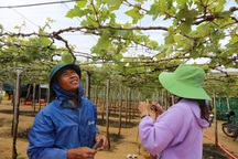 Ninh Thuận xin ứng 3.200 tỷ đồng để di dân làm dự án điện hạt nhân