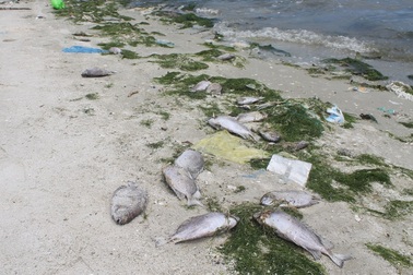 Vụ cá chết sau sự cố nhà máy đường: Thiệt hại 6,5 tỷ đồng