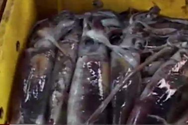 Mực lạ giá siêu rẻ “đổ bộ” các chợ